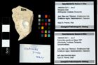 Foto (Objekt + Etikett) von Eodromites grandis (von Meyer 1857)  (NHMW-GEO-1990-0041-3211)